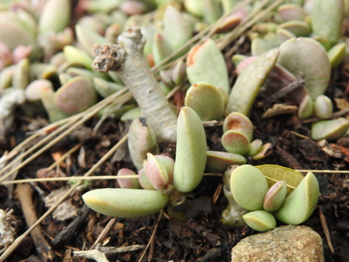 Image of Cliff Adromischus (Adromischus umbraticola) by (c) Matthew Fainman, some rights reserved (CC BY)