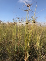 Cyperus