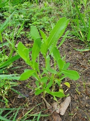 Grindelia