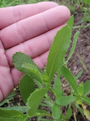 Grindelia