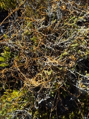 Cuscuta nitida