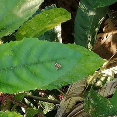 Hemerophila albertiana