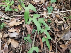 Aristolochia pentandra