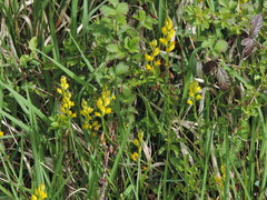 Polygala flavescens