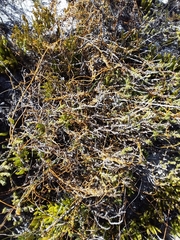 Cuscuta nitida
