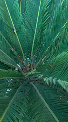 Cycas revoluta