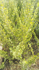 Afrocanthium gilfillanii