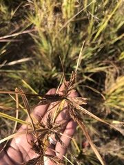 Cyperus