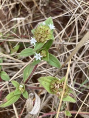 Richardia brasiliensis