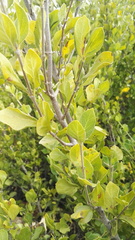 Afrocanthium gilfillanii