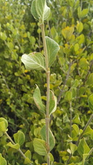 Afrocanthium gilfillanii