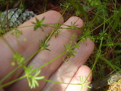 Galium divaricatum