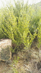 Afrocanthium gilfillanii