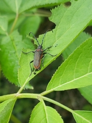 Desmocerus aureipennis
