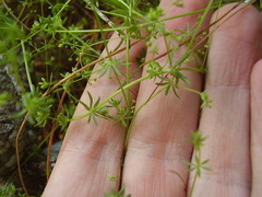 Galium divaricatum