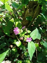 Mirabilis violacea