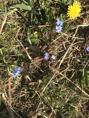 Myosotis