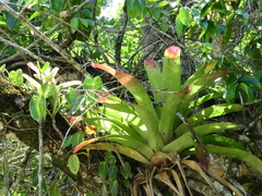 Neoregelia