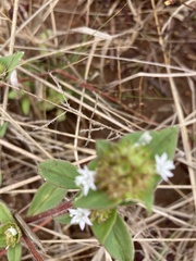 Richardia brasiliensis