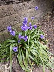 Hyacinthoides × massartiana