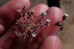 Leptosiphon pygmaeus