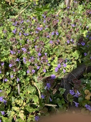 Glechoma hederacea