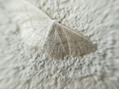 Scopula frigidaria