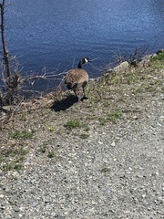 Branta canadensis