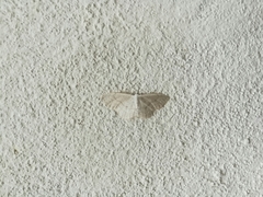 Scopula frigidaria