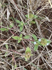Richardia brasiliensis