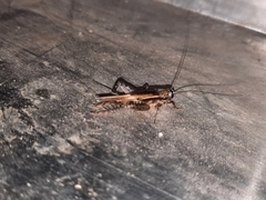 Loxoblemmus equestris