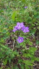 Legousia speculum-veneris