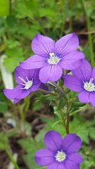 Legousia speculum-veneris