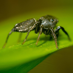 Heliophanus