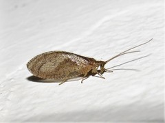 Nusalala tessellata
