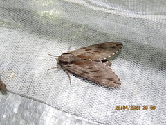 Sphinx morio arestus