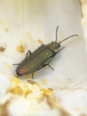 Lobonyx aeneus