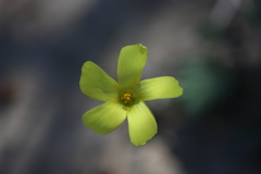 Oxalis pes-caprae sericea