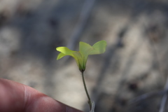 Oxalis pes-caprae sericea