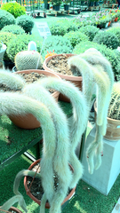 Cleistocactus