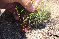 Nemacladus pinnatifidus