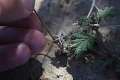 Oxalis pes-caprae sericea