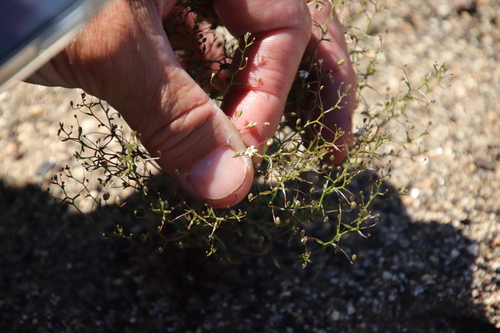 Image of Nemacladus pinnatifidus by (c) Millie Basden, some rights reserved (CC BY)
