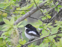 Ficedula hypoleuca