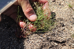 Nemacladus pinnatifidus