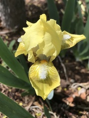 Iris