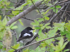 Ficedula hypoleuca