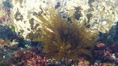 Sargassum horneri
