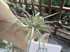 Tillandsia pohliana