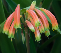 Clivia gardenii